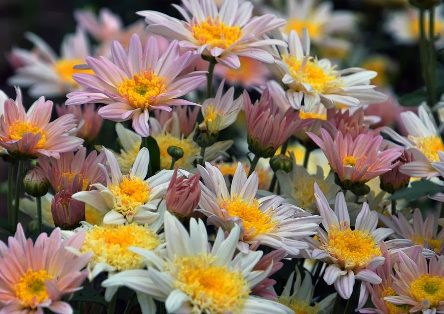 Chrysanthemum Meaning Home Decorating IdeasBathroom Interior Design