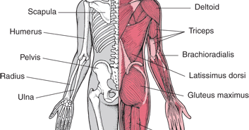 People Ordinary: Musculoskeletal