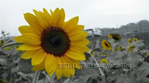 南投集集向日葵花田|集集花海