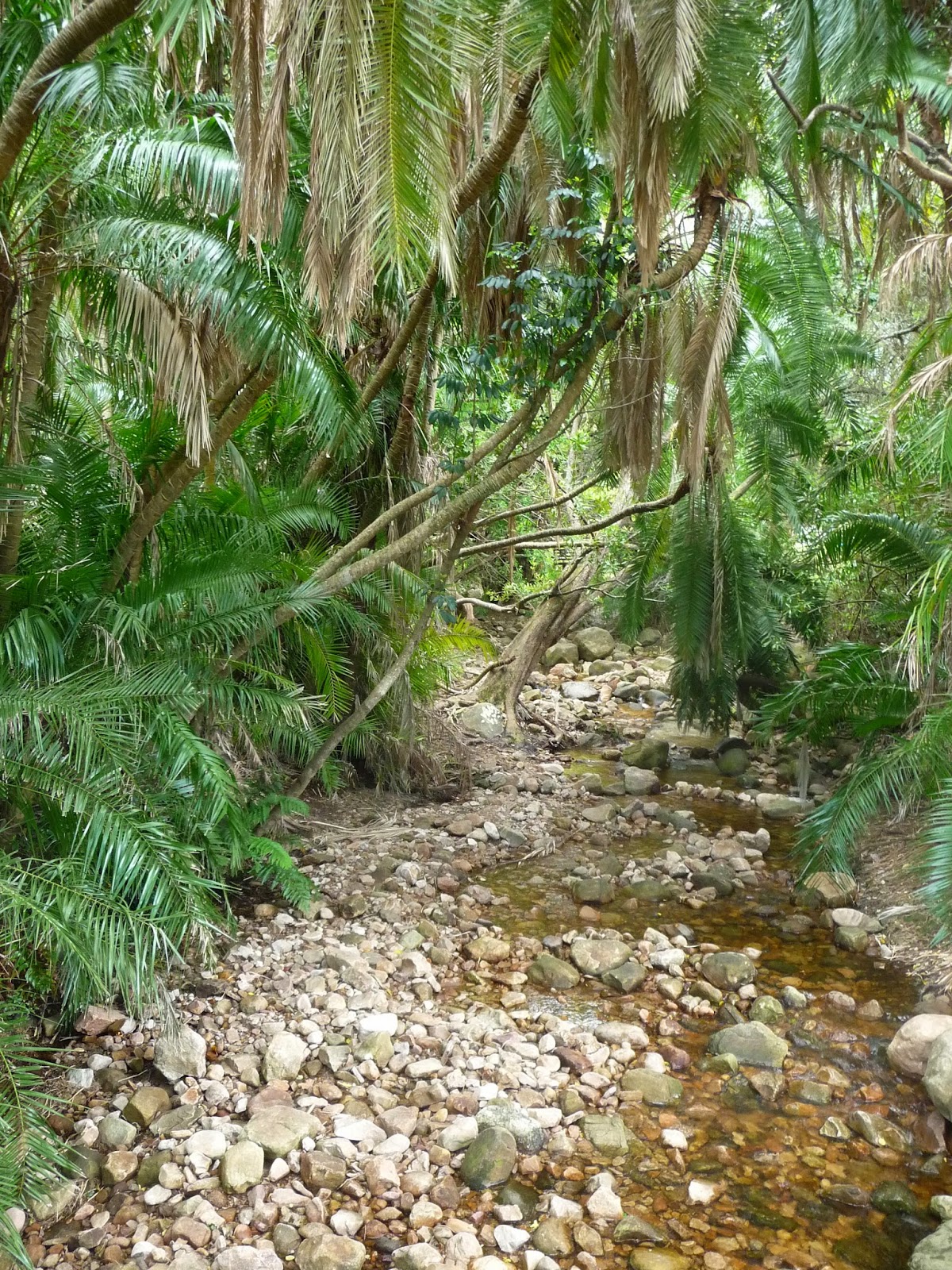 Cape Town et l'Afrique du Sud Le plus beau jardin d'Afrique