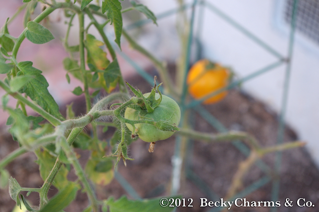 tomato, gardening, produce, fruit, vegetables, green thumb, san diego, beckycharms, becky charms