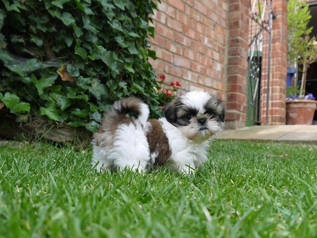 Cachorro shih tzu