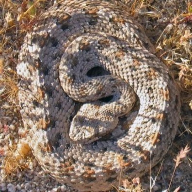 The sidewinder is a venomous rattlesnake found only in certain desert regions. It was given unique abilities to move, hunt, and live without drinking water by their Creator.