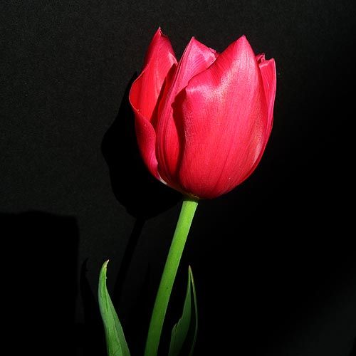 Buing Buing Makna  Bunga  Tulip  Berdasarkan  Warnanya