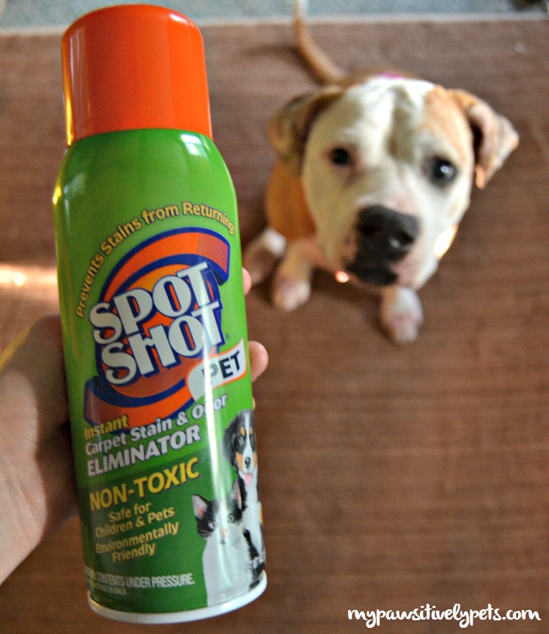 4 Tips to Keep Muddy Paw Prints Off Your Carpet Pawsitively Pets