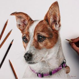 02-Jack-Russell-Terrier-Meggy-Angie-A-Pet-and-Wildlife-Pencil-Drawing-Artist-www-designstack-co