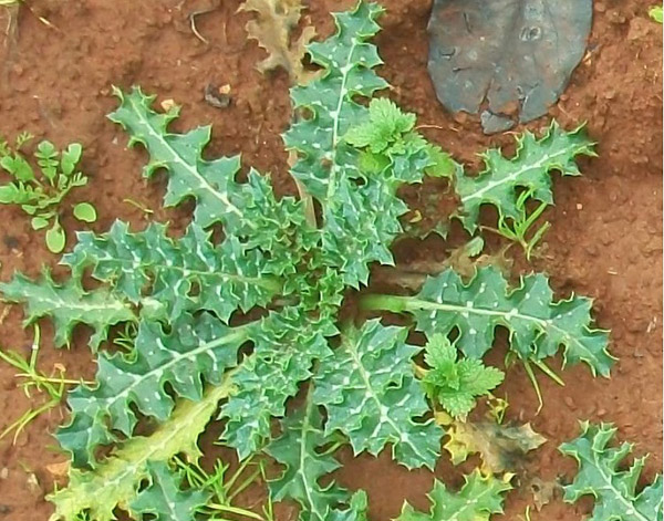 Bulmaca Bil Akdeniz ve Egede yetişen ve yemeği yapılan, Girit