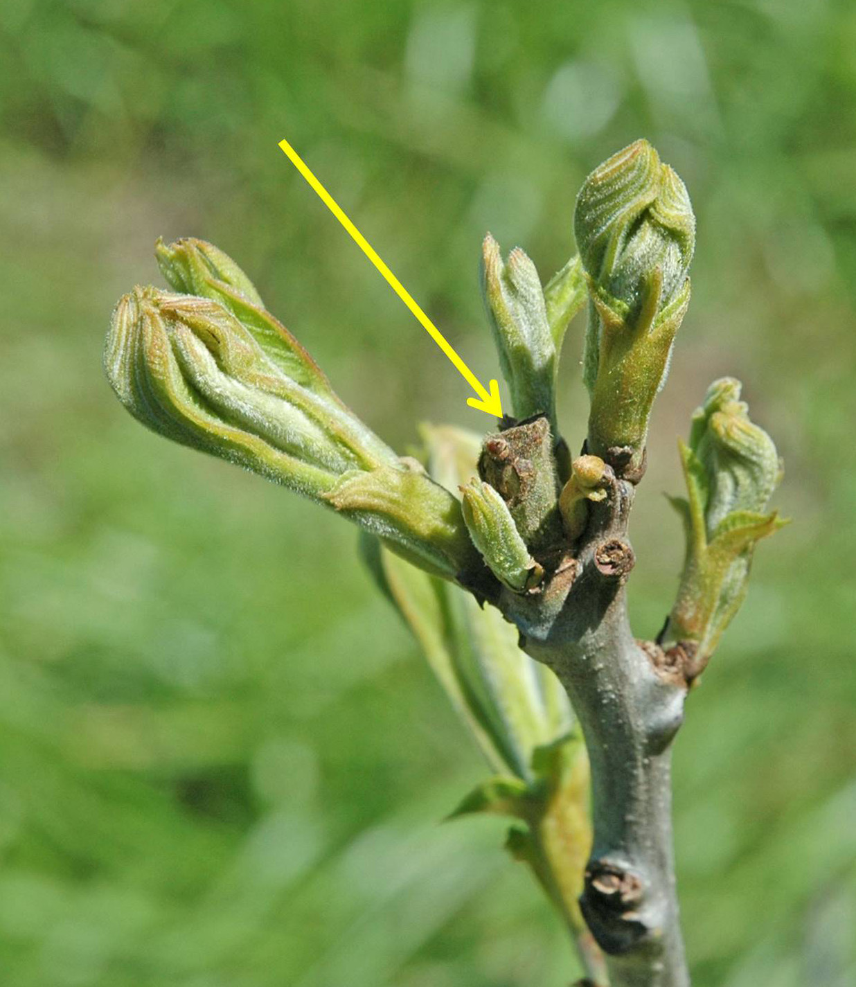 Northern Pecans Cages protect young pecan trees from deer browse