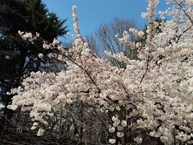 Sakura Tree at Shinjuku Gyoen Tokyo Japan