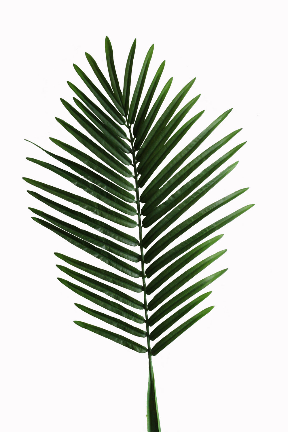 palm leaf clipart - photo #49