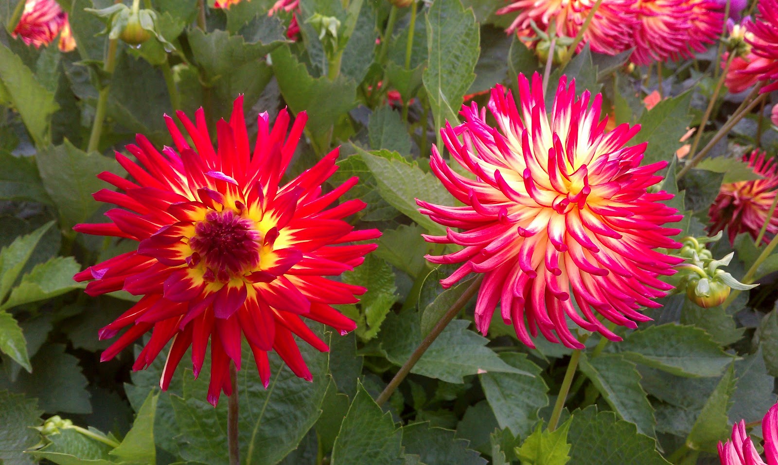 Hoogasian Flowers It's Dahlia Season (all photos in this post taken at