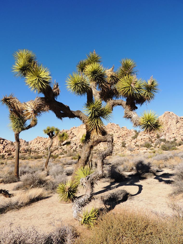 Ken Cross in Canada 2012 birds, nature & birds Joshua Tree National