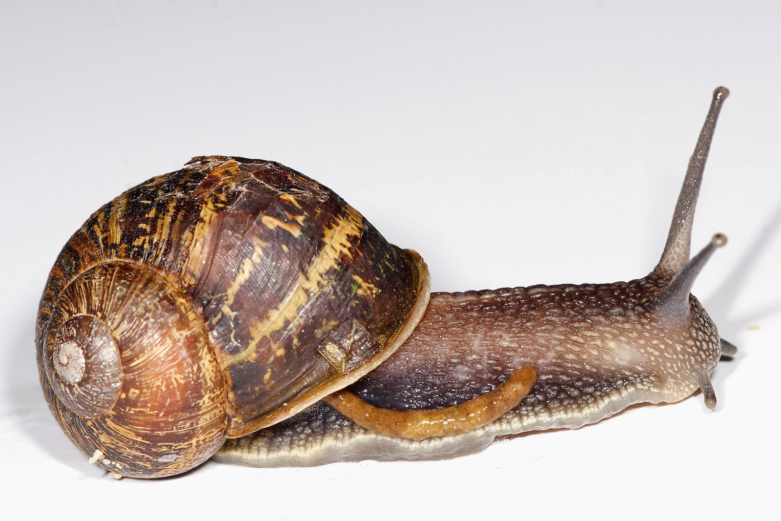 All About Nutrition Mysterious Myths about snails and pregnant women