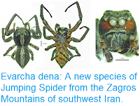 http://sciencythoughts.blogspot.co.uk/2017/08/evarcha-dena-new-species-of-jumping.html
