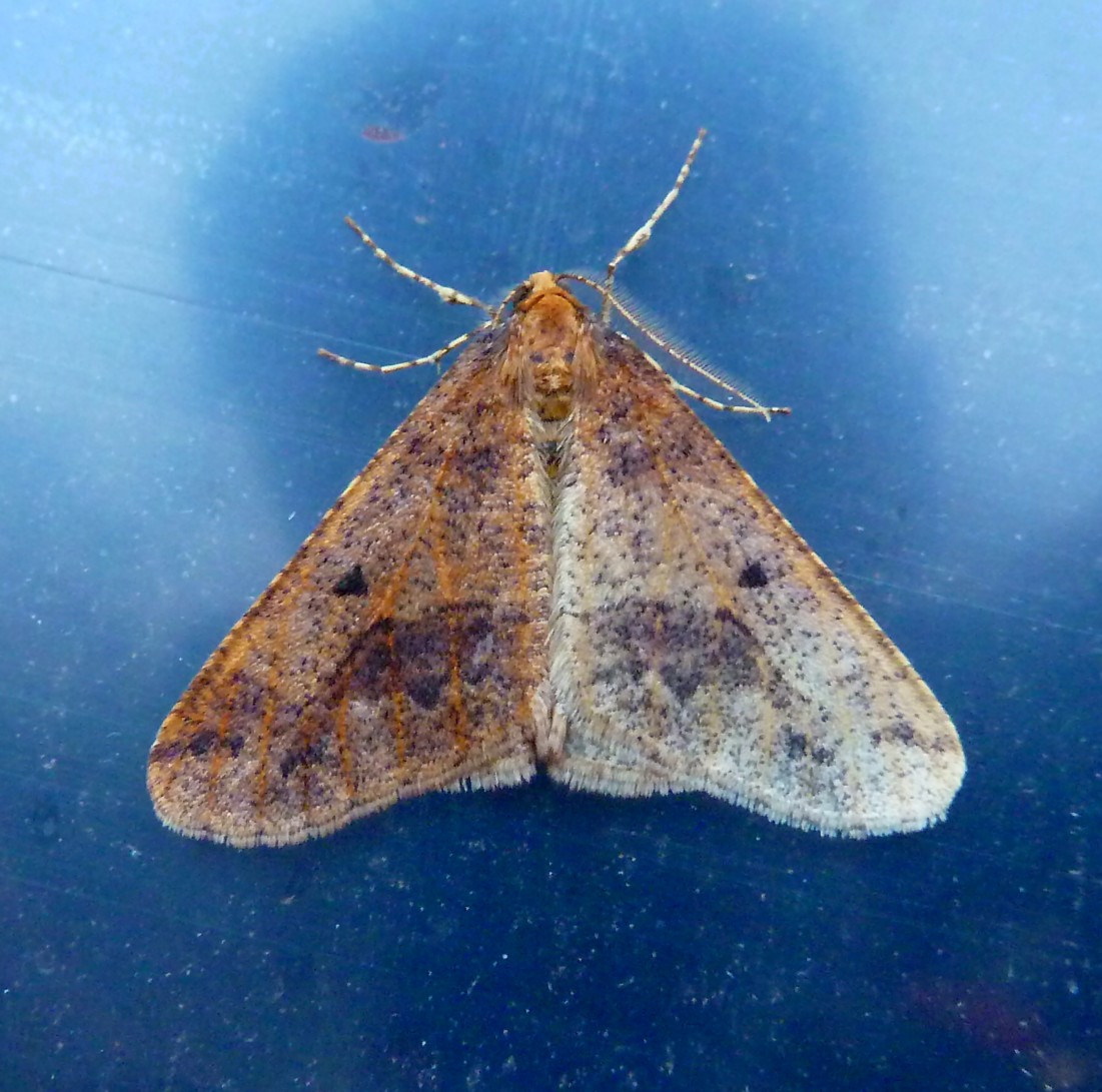 The Trappings of Success Mottled Umber 2411