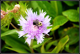 purple flower with bee on it