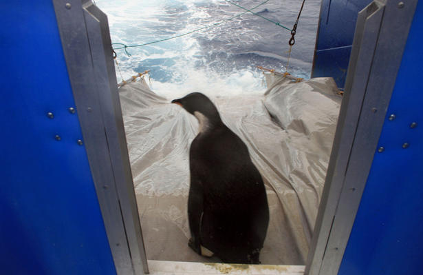 Duner's Blog: SEPT 20 'HAPPY FEET' PENGUIN EATEN BY SHARK