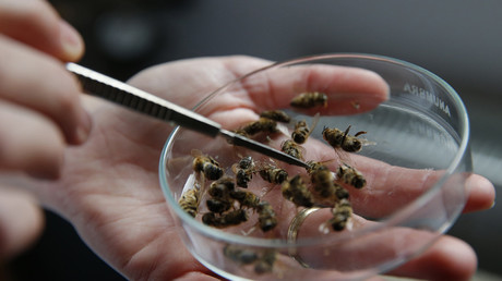 Millions Of Bees Dead After South Carolina Sprays For Zika Mosquitoes Millions%2BOf%2BBees%2BDead%2BAfter%2BSouth%2BCarolina%2BSprays%2BFor%2BZika%2BMosquitoes