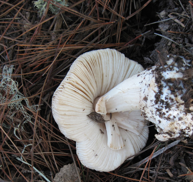 Are Those Mushrooms in Your Yard Edible or Poisonous?
