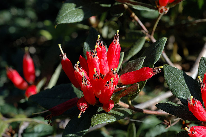 Rhododendron spinuliferum 
