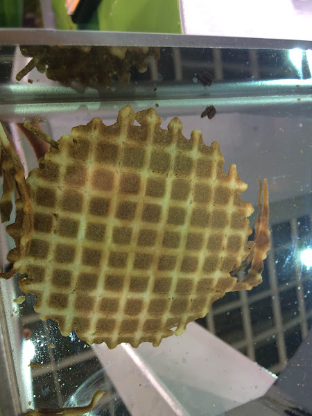 上銀機器人煎餅成品