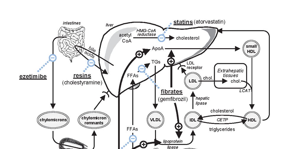 Pharmacologic Treatment of Dyslipidemia