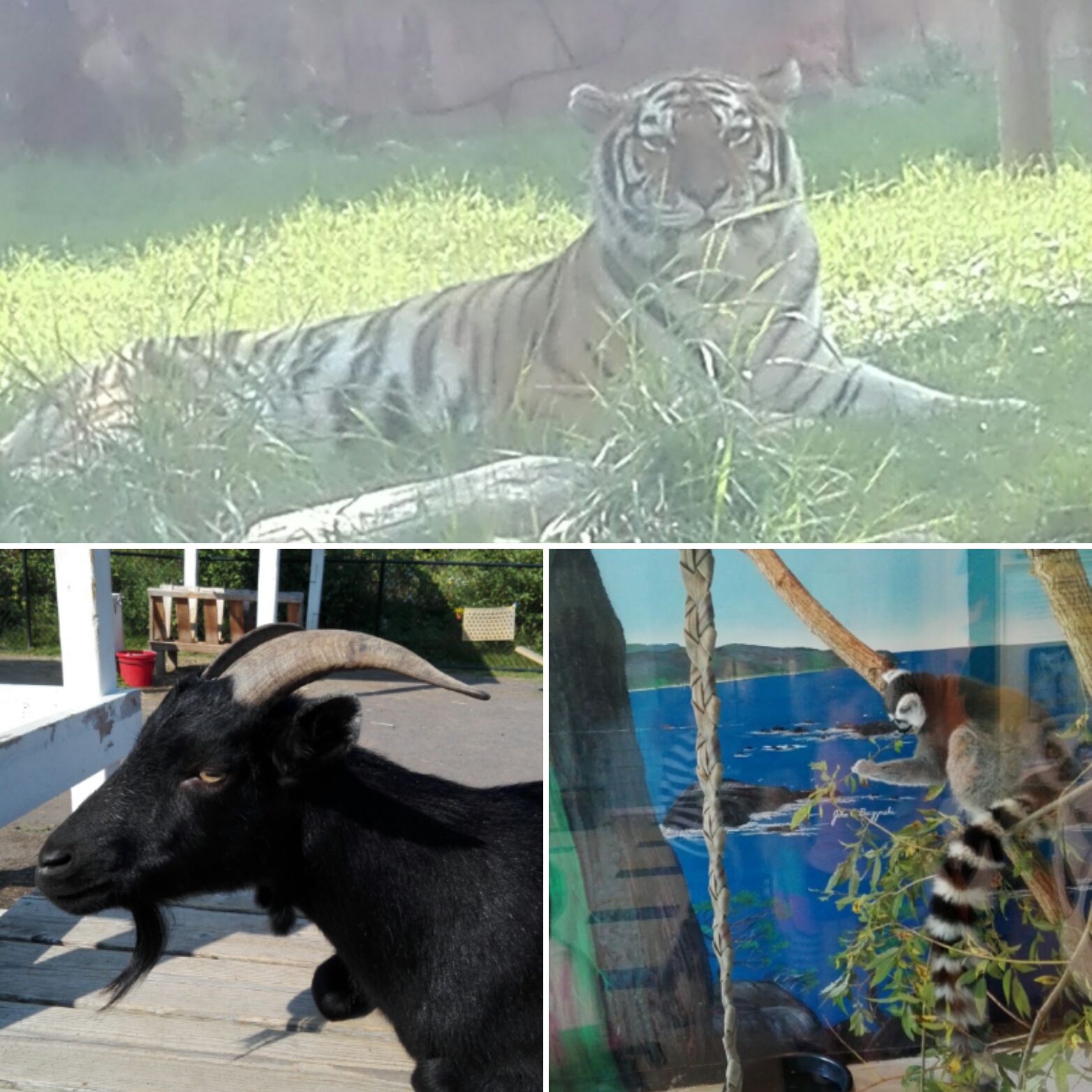 Save Green Being Green Where Did We Go Wednesday? Lake Superior Zoo in