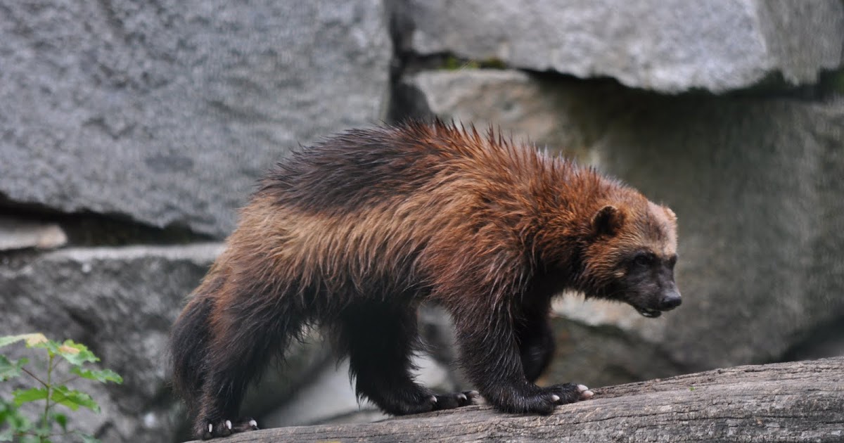 ZOOTOGRAFIANDO (MI COLECCIÓN DE FOTOS DE ANIMALES): GLOTÓN / WOLVERINE ...