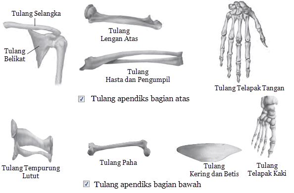 Tulang-Tulang Penyusun Kerangka Tubuh Manusia | Mikirbae.com