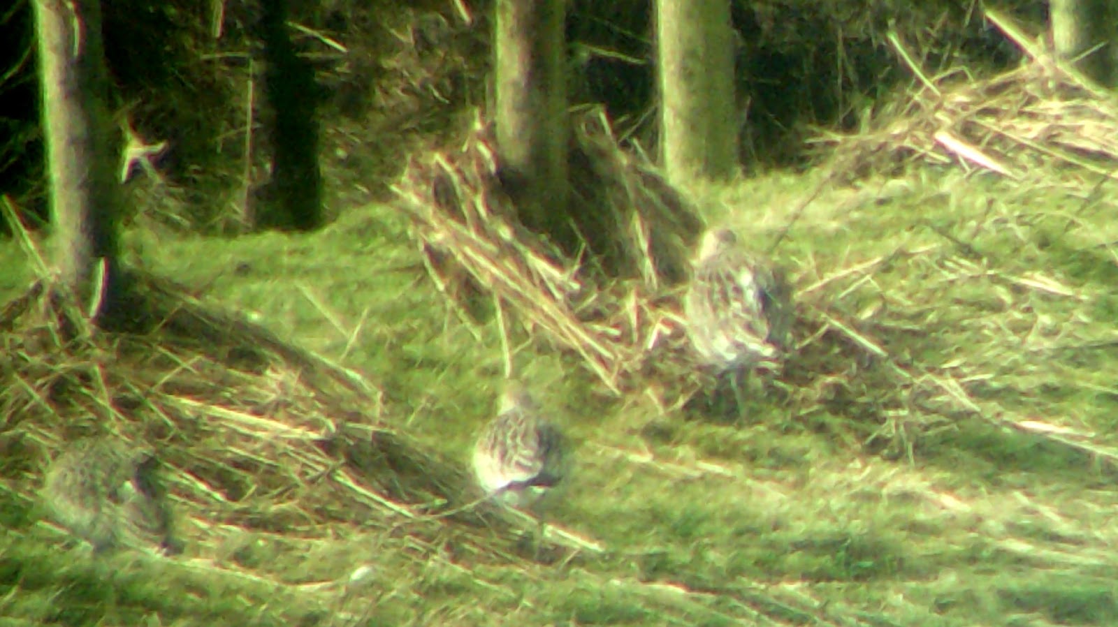 wigton physics Why do birds stand on one leg?