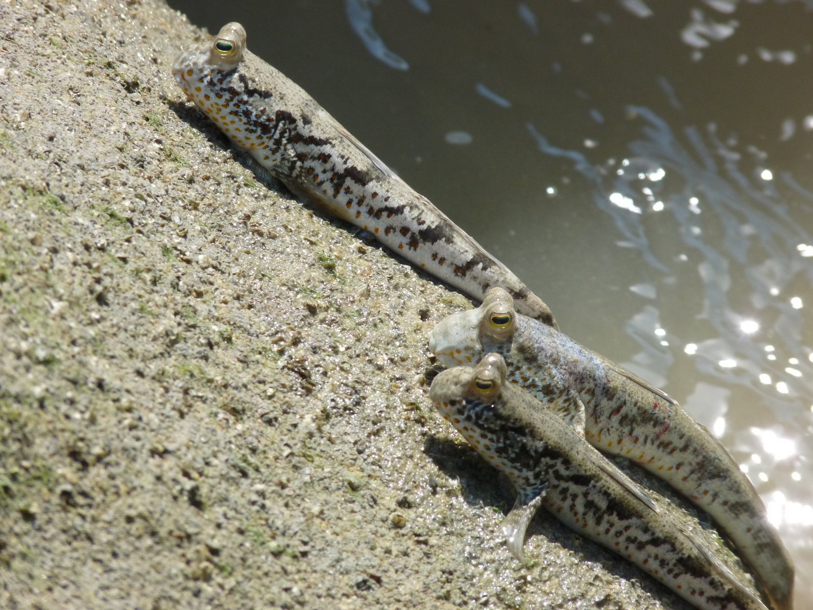 mucus-in-bearded-dragon-poop-1.jpg