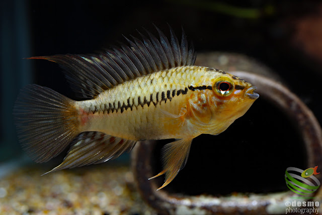 Apistogramma cf. sp. pacman / 2017