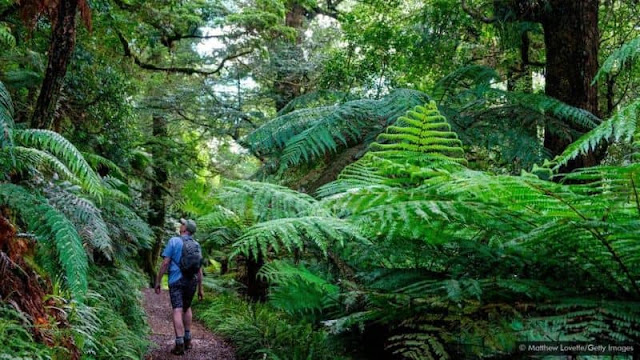 Khu rừng thiêng cô độc của New Zealand