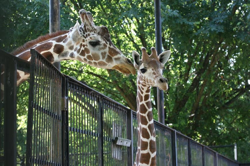 Jackson Jambalaya Zoo gets new giraffe