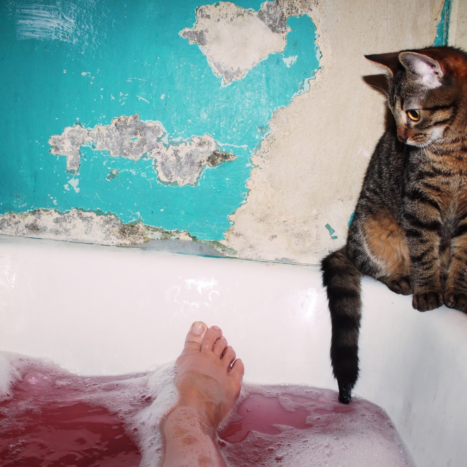 Кот в ванной с пеной. Кошечка в розовой ванне. Возьмите ванну. Видео коты в ванне