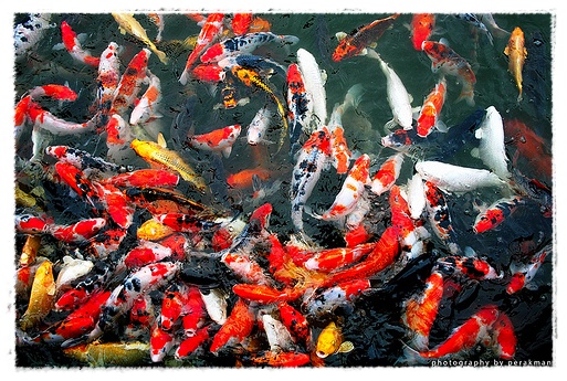 Gambar Ikan Koi | Dunia Binatang
