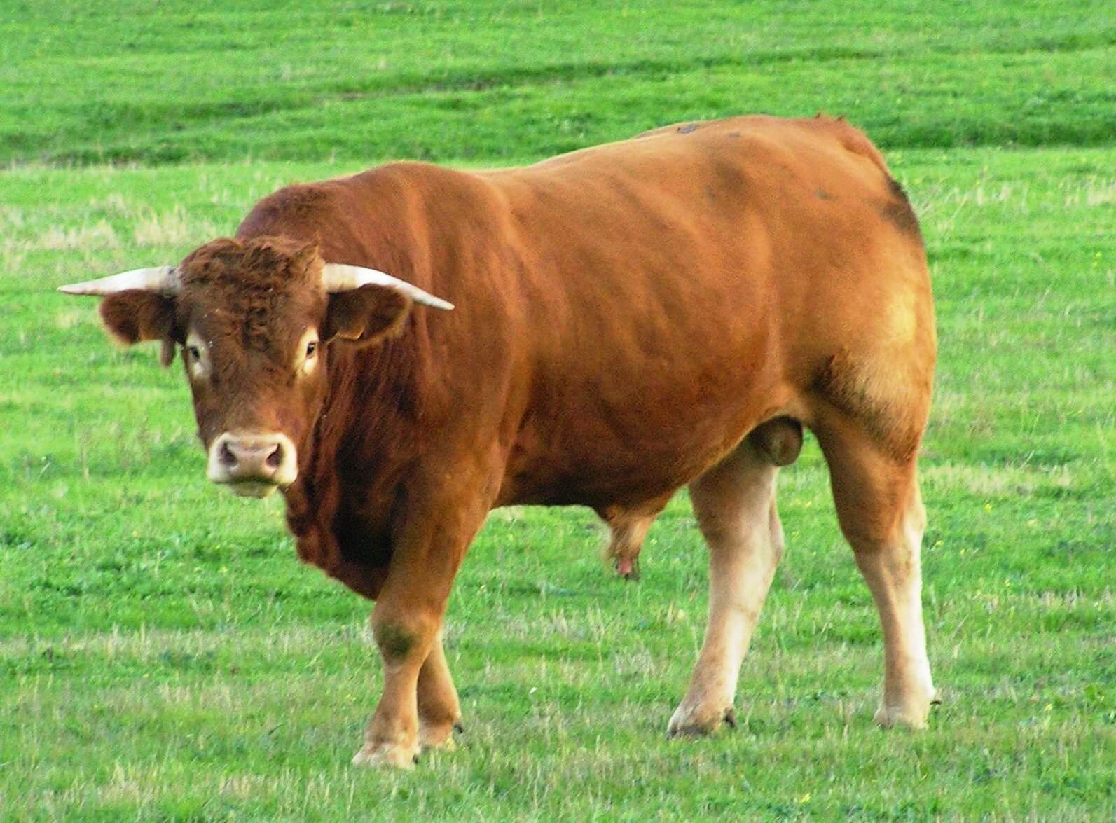 live cattle picture toro bull