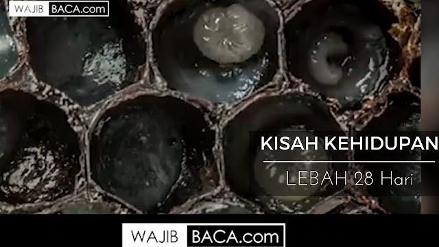 [VIDEO] Kehidupan Lebah Selama 28 Hari Mulai Dari Sebuah Telur