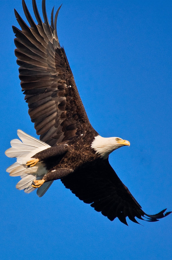 Step By Step: Eagle