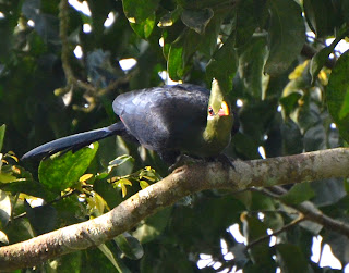 Yellow-Billed Turaco