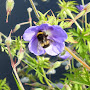 Bourdon sur géranium sauvage