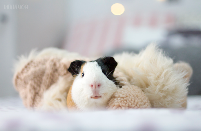 hora siesta kevin cobaya fotografía