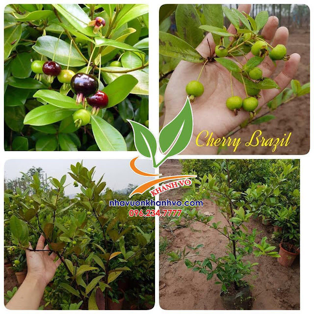 Cây cherry Brazil nhiệt đới dễ trồng kinh tế cao 53528438_121466652283332_552875841340571648_n