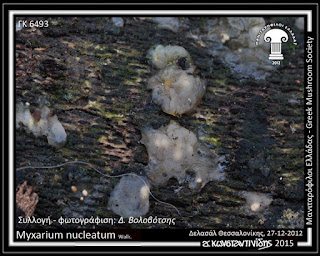 Myxarium nucleatum Wallr.