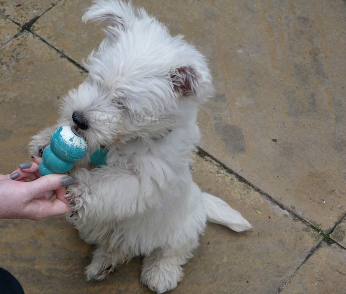 a picture of a westie with Kong