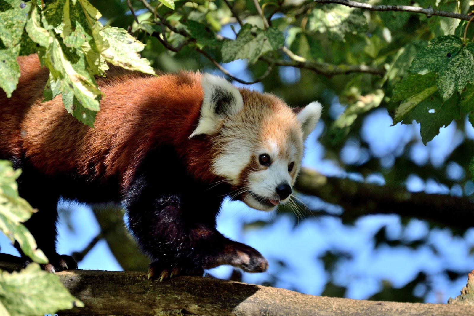 Cotswold Wildlife Park
