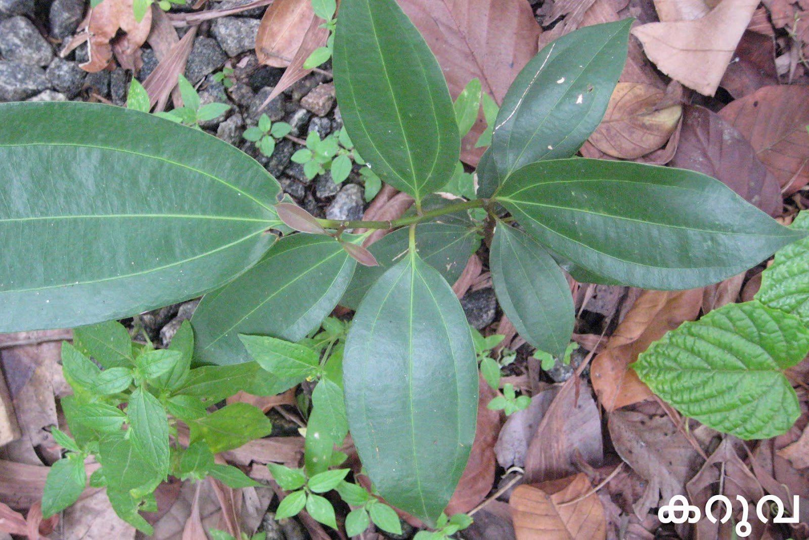 Ayurvedic Medicinal Plants in Kerala