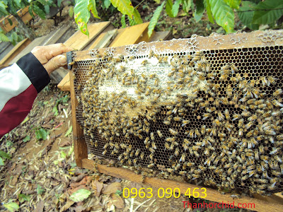 cho ong ăn bổ sung kỹ thuật nuôi ong