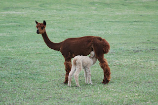 A young cria nursing milk from its mother.