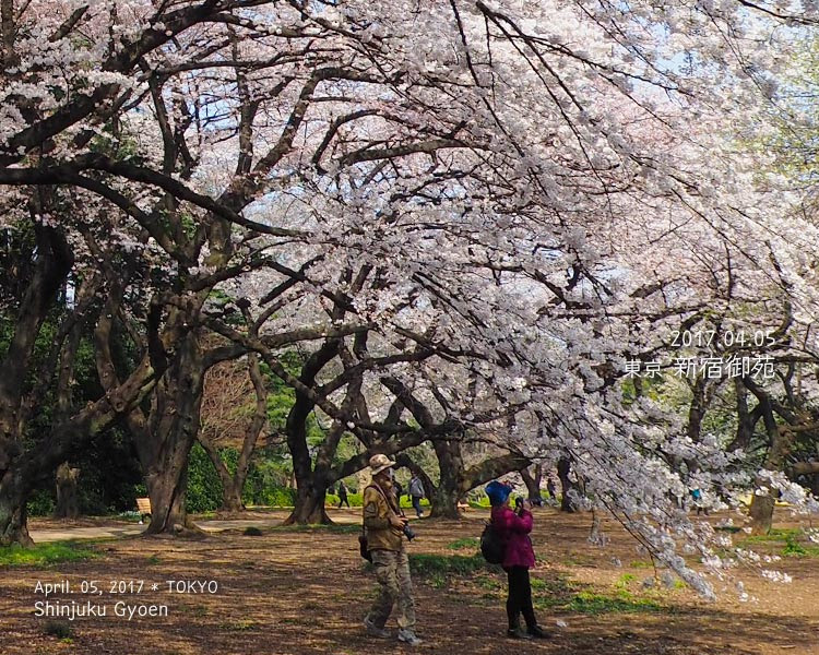 新宿御苑の桜がやっぱりすごかった！